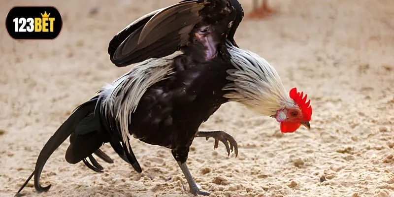 Bỏ túi bí quyết đọc vị kèo siêu đỉnh