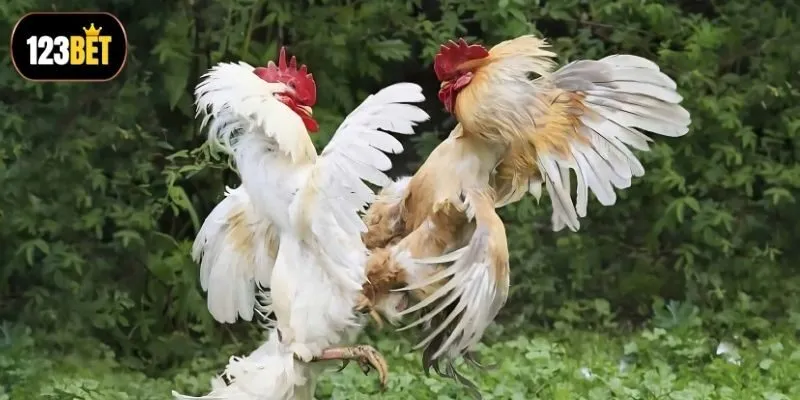 Các bước đăng ký tham gia chơi kèo dễ hiểu
