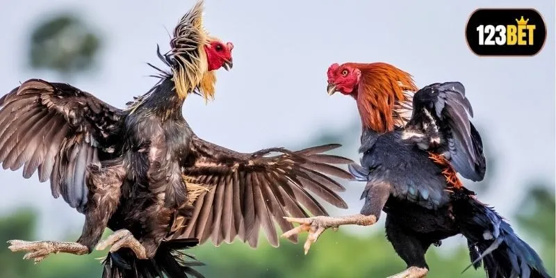 Mẹo tính thắng thua cực dễ cho chơi mớ