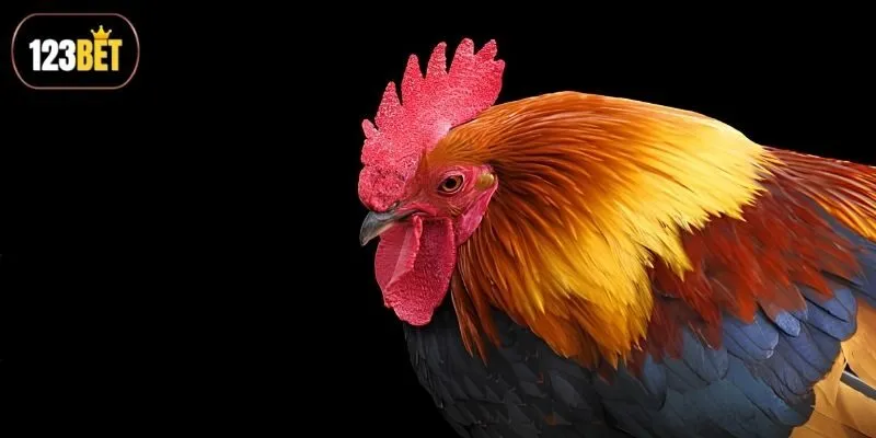 Những mẹo đá gà trực tuyến cực hay ít người biết
